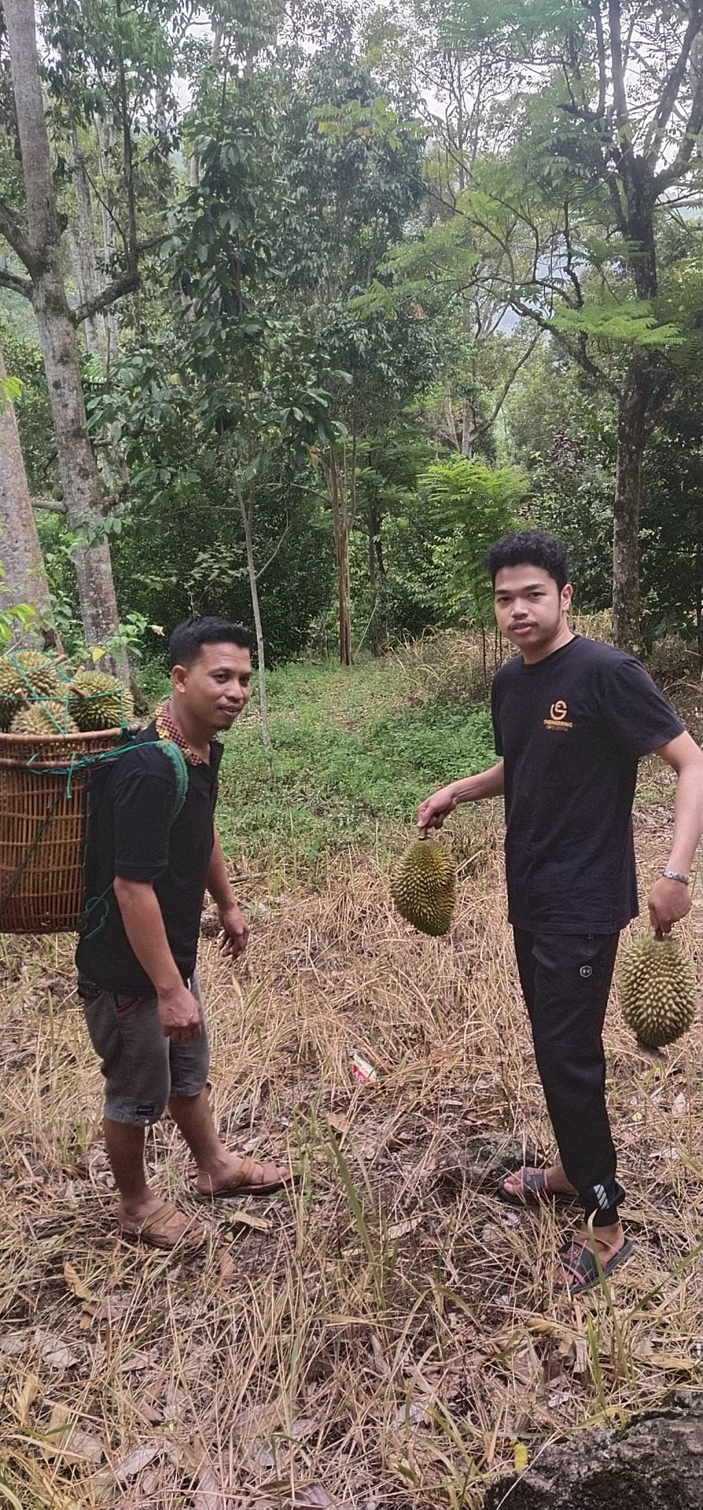 Kawasan Perkebunan Pohon Durian Masyarakat Gampong Trieng Meuduro Tunong