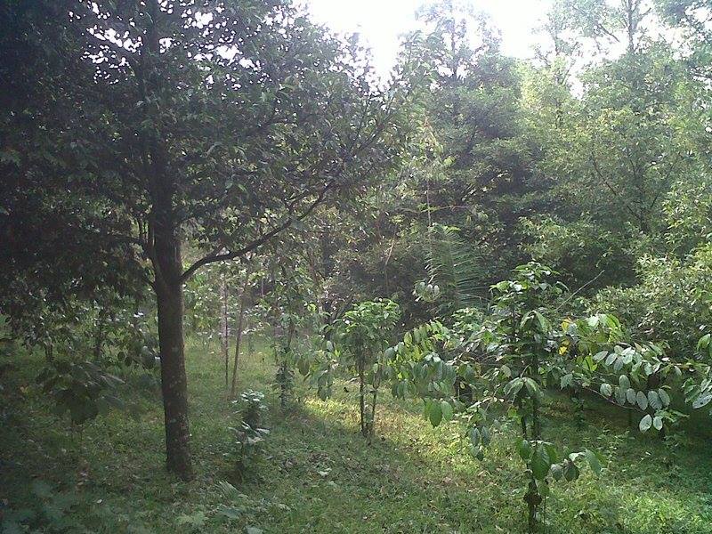 Kawasan Perkebunan Tanaman Pala Gampong Trieng Meuduro Tunong
